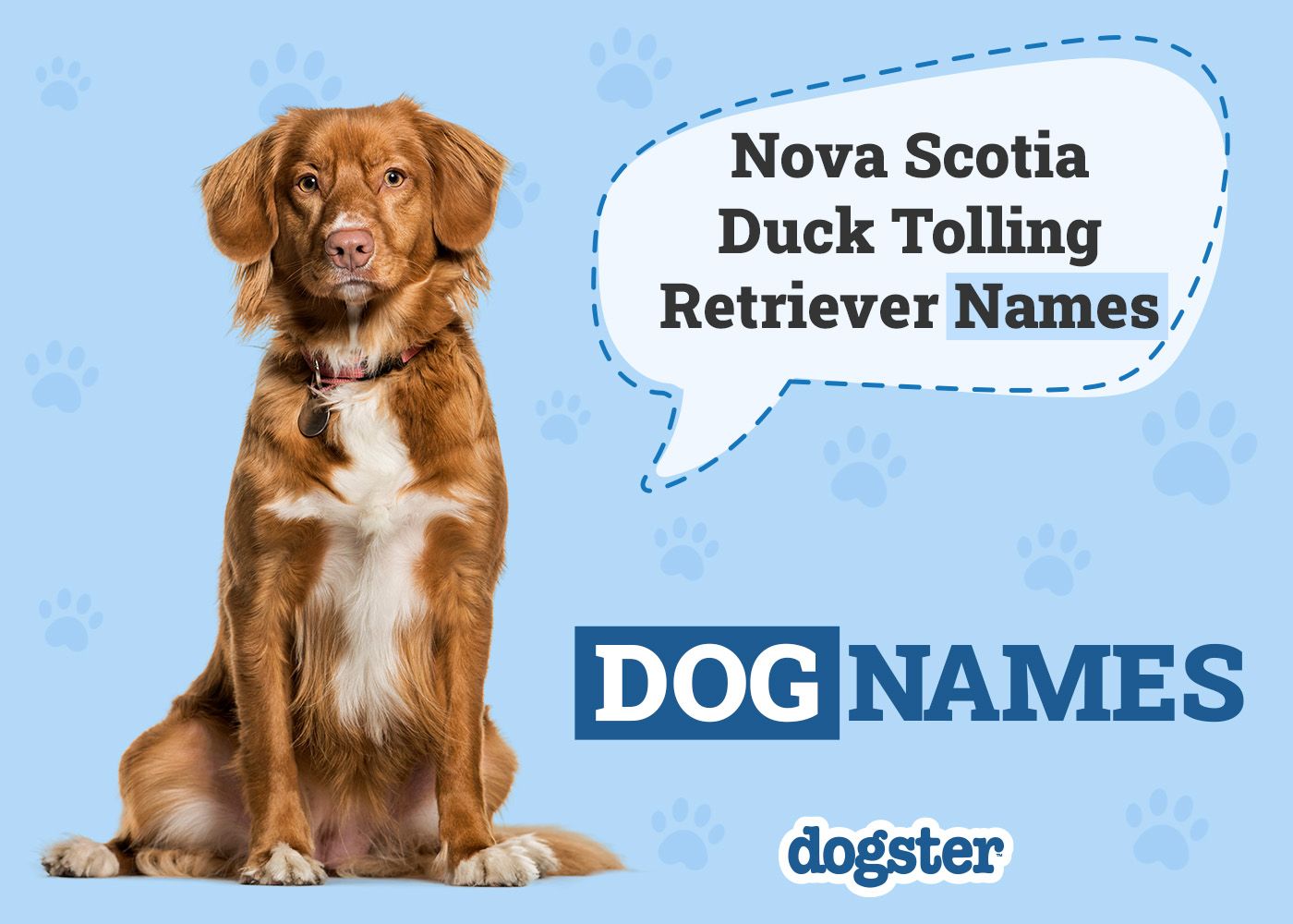 Dogster_nova scotia duck tolling retriever Names
