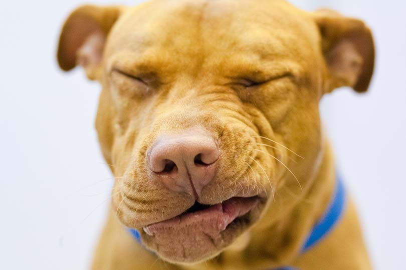 Dog Sneeze