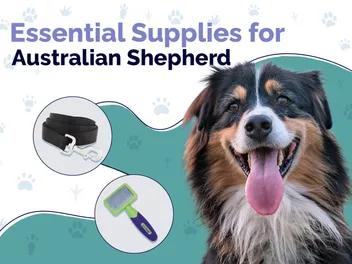 13 Essential Australian Shepherd Supplies: 2026 Vet-Reviewed Guide