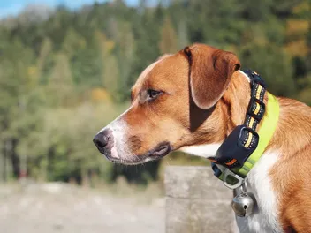 Dog Collar Strangulation: Our Vet Discusses How to Prevent Dog Collar Accidents