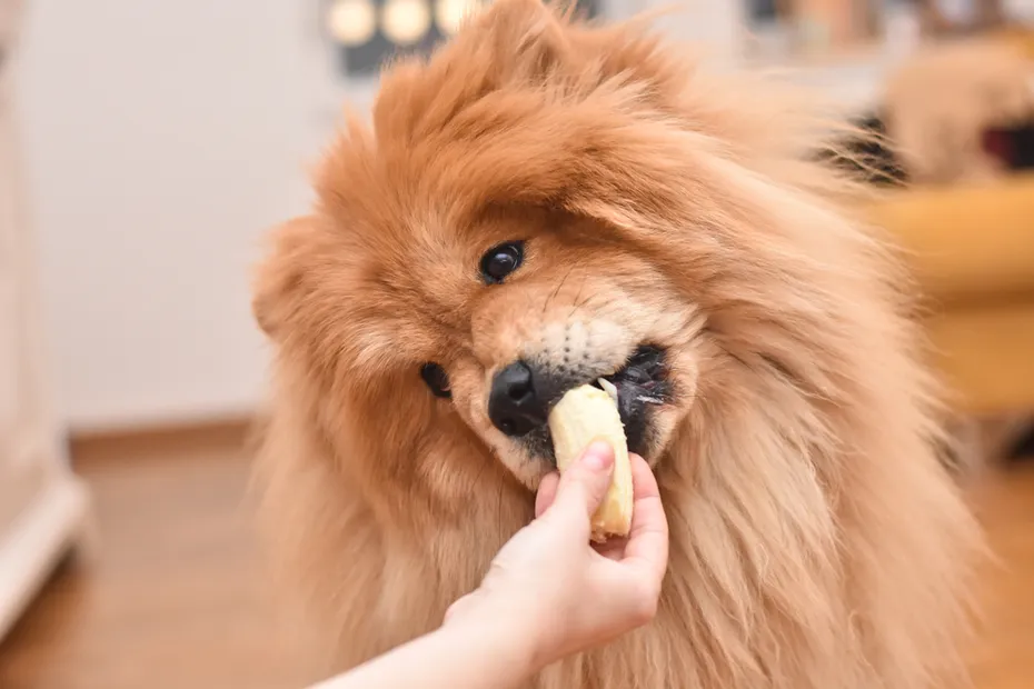Beautiful chow chow dog eating banana from woman hand