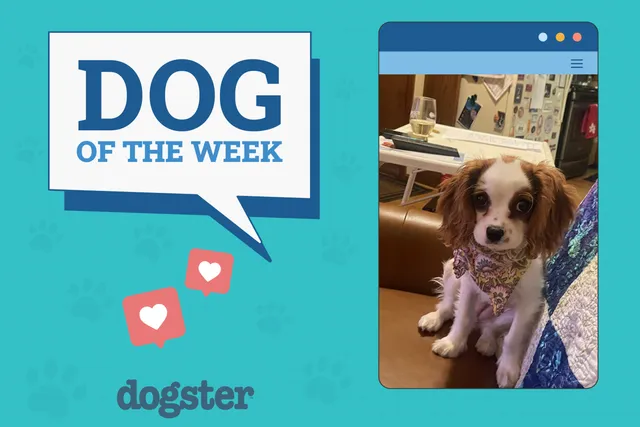 Dogster Photo Contest: Dogs of the Week Winners (April 3, 2025)