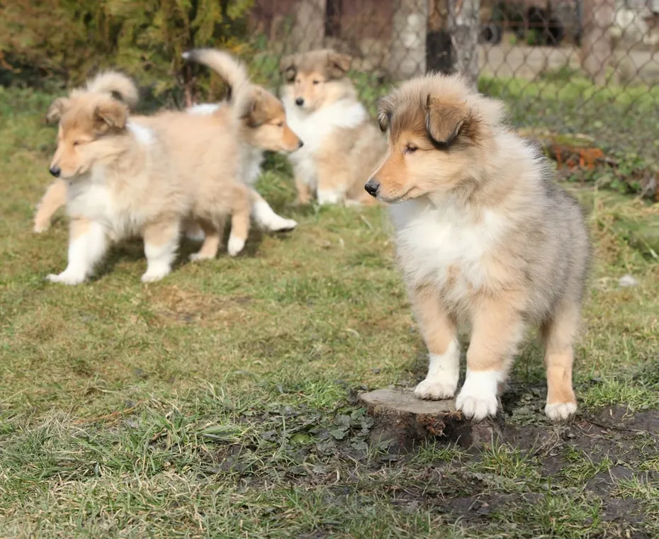 Scottish Collie puppies