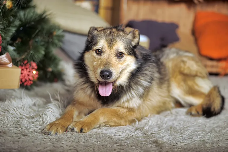 alaskan husky german shepherd dog lying on the carpet