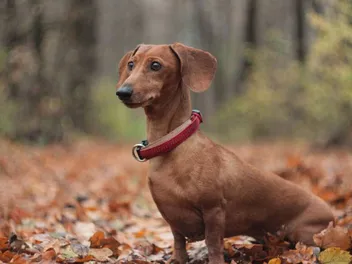 How to Potty Train a Dachshund (11 Vet-Approved Tips)