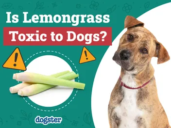 Is Lemongrass Toxic to Dogs? Vet-Approved Nutrition Facts & FAQ