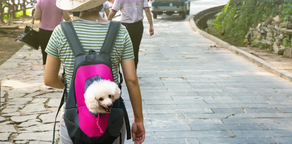 cute dog peeking from pet backpack