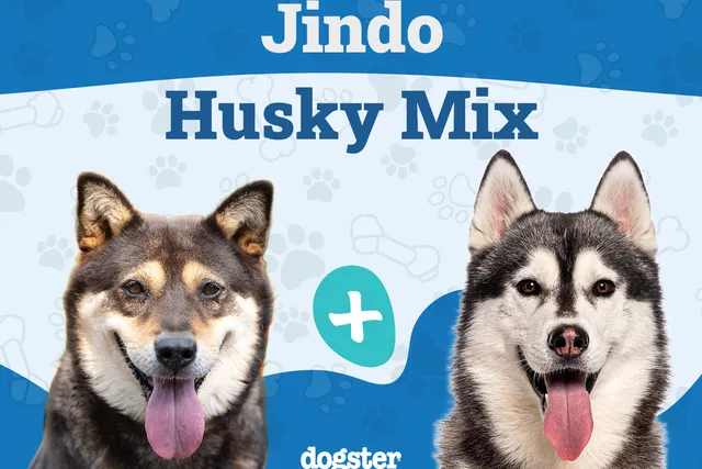 Jindo Husky Mixed Breed: Info, Pictures, Care & More