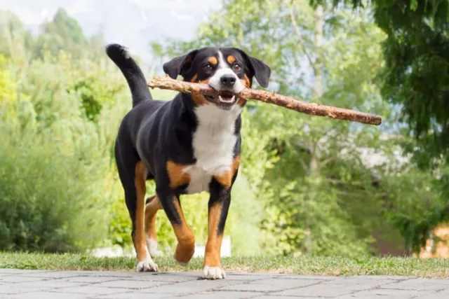 Appenzeller Sennenhund: Dog Breed Info, Pictures, Facts, & Traits
