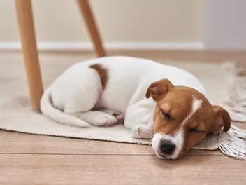 Why Do Dogs Howl in Their Sleep? Dog Behavior Explained (Vet-Reviewed)