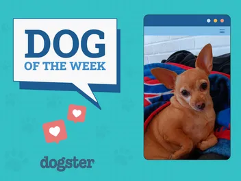 Dogster Photo Contest: Dogs of the Week Winners (December 12, 2024)