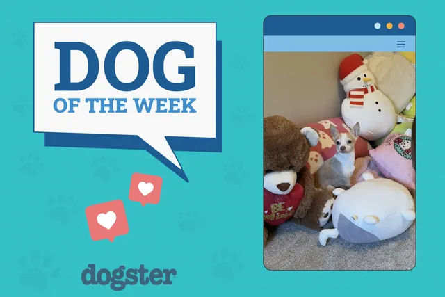 Dogster Photo Contest: Dogs of the Week Winners (Jan 30, 2025)