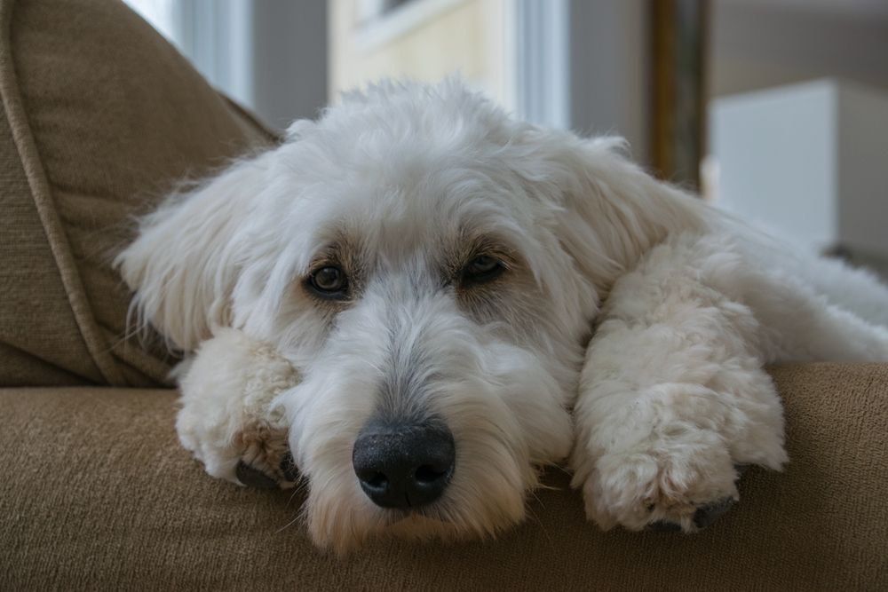 goldendoodle dog lying on the couch