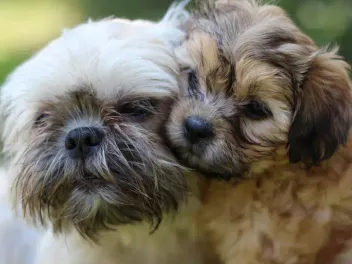 Brindle Shih Tzu: Info, Pictures, Origin & History