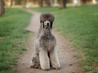Silver Beige Poodle: Info, Pictures, Origin & History