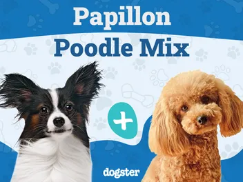 Papipoo (Papillon & Poodle Mix) Dog Breed: Info, Pictures, Care & More