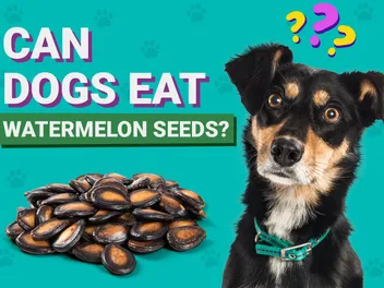 Can Dogs Eat Watermelon Seeds? Vet-Verified Nutrition Facts & Info
