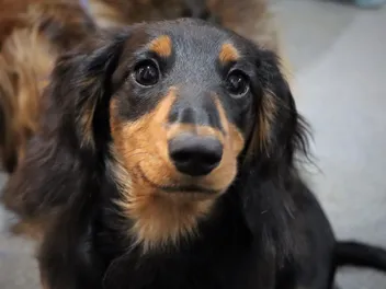 What Were Dachshunds Bred For? History & FAQ