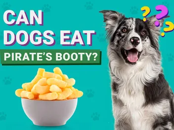 Can Dogs Eat Pirate’s Booty? Vet-Reviewed Health Facts & Risk