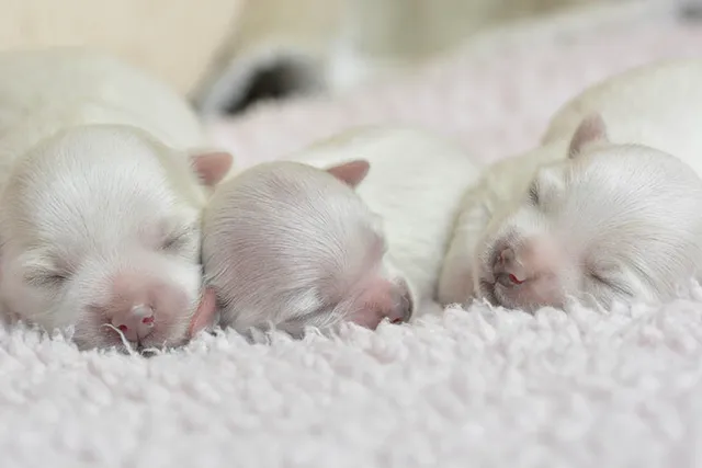 Maltese Pregnancy: A Guide From Conception to Delivery (Vet Answer)