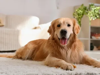 What Was the Your Purebred Puppy Website?