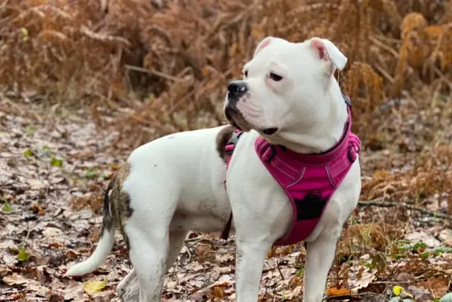 How to Measure Your Dog for a Harness (Size Chart Included)