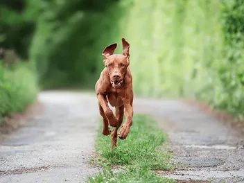 How Much Exercise Does My Vizsla Need? Vet-Reviewed Facts