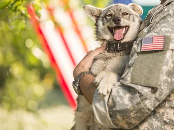 Tips For Training a Psychiatric Service Dog (8 Important Factors)