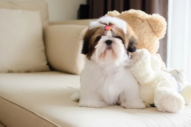 How Much Does a Puppy Cost to Buy and Raise? 2026 Pricing Update