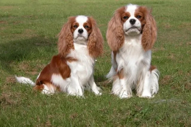12 Fascinating Cavalier King Charles Spaniel Facts & Folklore