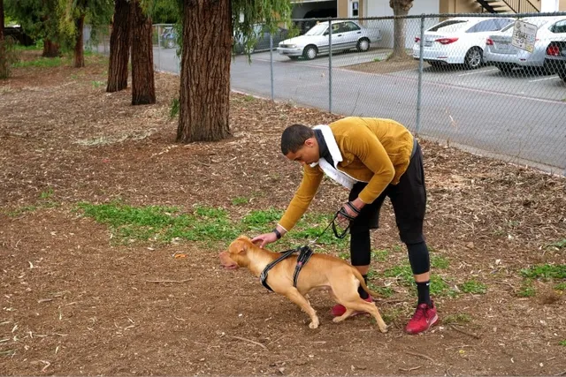 How to Raise a Well-Behaved Pit Bull: 9 Vet-Reviewed Tips & Tricks