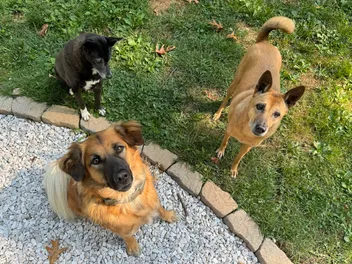Turning My Dogs Into Perfect Houseguests Will Never Happen