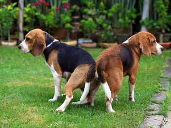 Why Do Dogs Get Stuck During Mating? Our Vet Explains