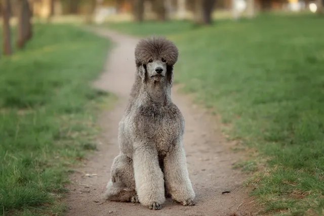How Long Do Poodles Live? Average Lifespan, Data & Care (Vet Reviewed)