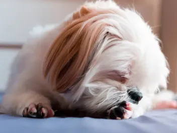 Why Do Shih Tzus Lick So Much? 12 Vet-Reviewed Reasons