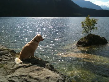 Do Golden Retrievers Like Water & Swimming? Facts  & Vet Approved Tips