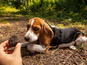 Top 10 Dog Breeds for Truffle Hunting (With Info & Pictures)