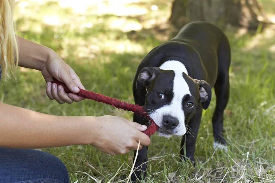 Young Pitbull puppy tugging a rope