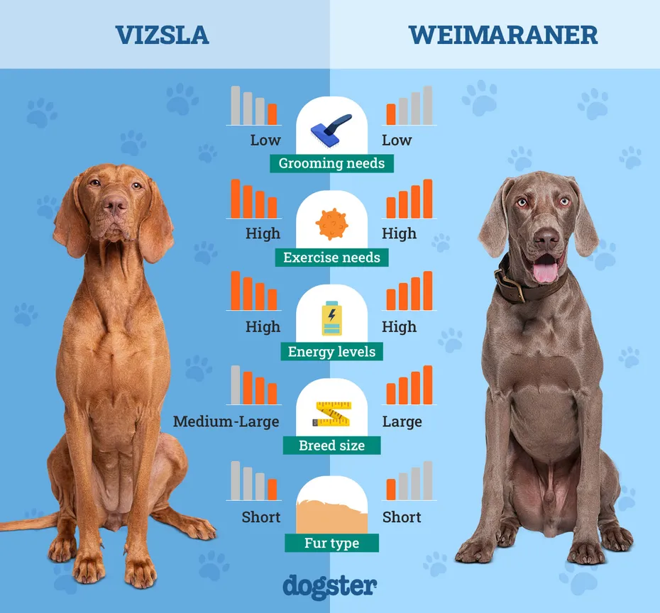 Dogster_Side by Side Comparison_Vizsla vs Weimaraner