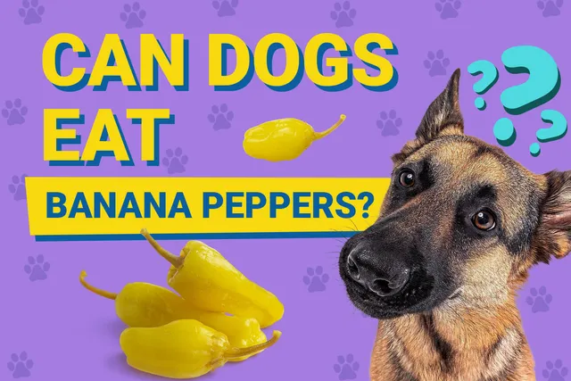 Can Dogs Eat Banana Peppers? Vet-Reviewed Nutrition Facts & FAQ