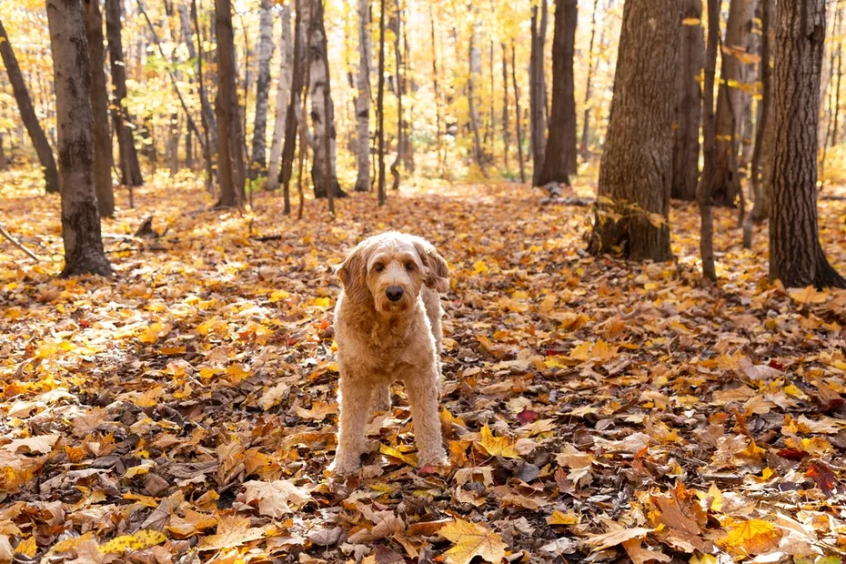 Medium-sized Goldendoodle in the woods