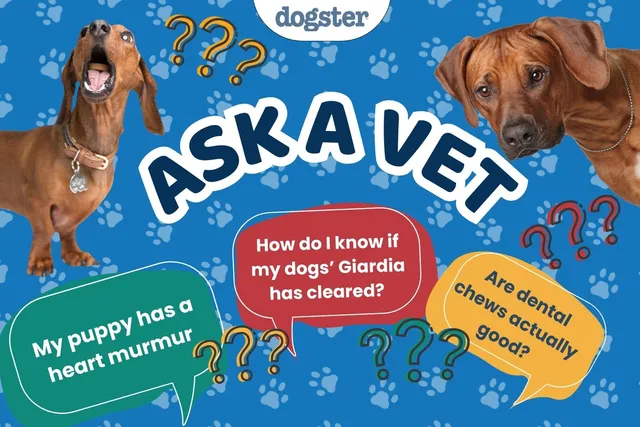 Ask Dr. Paola - Help! My Puppy Has a Heart Murmur! (February 16, 2026)