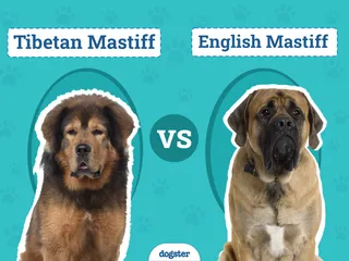 Tibetan Mastiff vs English Mastiff: The Key Differences (With Pictures)