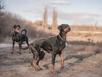 Is a Doberman Good With Other Dogs? Tips for Success