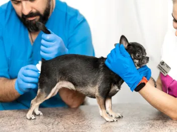 Why Do Dogs Anal Glands Fill Up? Vet-Approved Facts & FAQ