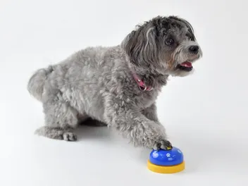 How to Teach Your Dog to Talk With Buttons: 7 Training Tips