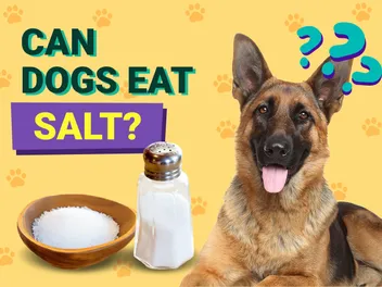 Can Dogs Eat Salt? Vet-Verified Facts, Risks & FAQ