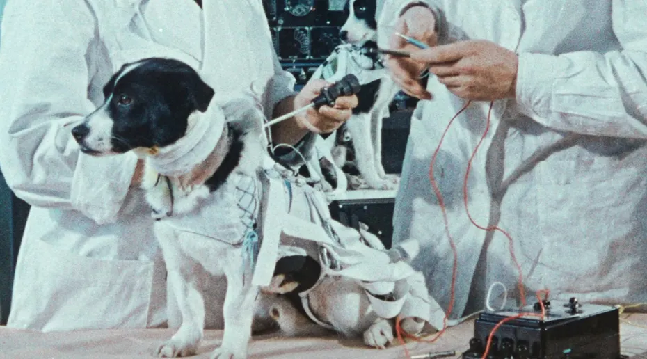 Laika the space dog getting wired