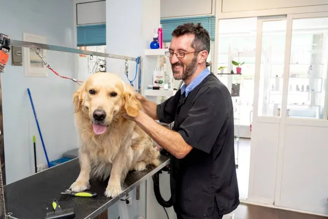 Do Golden Retrievers Shed? Vet-Approved Facts & Grooming Tips