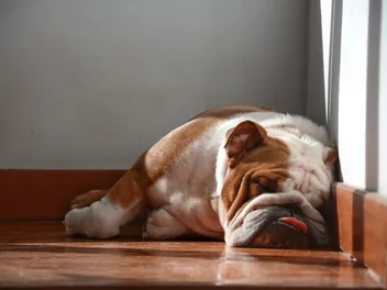 Do Dogs Have Wet Dreams? Canine Physiology Explained